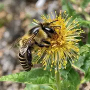 蜜蜂采花粉对人类有哪些益处吗?