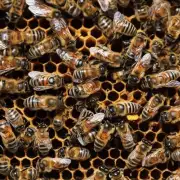 当蜜蜂缺乏合适的蜂巢时它们的幼虫将面临许多危险包括气温变化的影响食物短缺等问题以及被天敌侵袭和捕食的风险这些问题都可能严重影响蜜蜂群落的发展因此问题4蜜蜂幼虫在没有蜂窝的情况下会遇到什么风险?