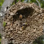 我想寻找一种更直接的方法找到蜜蜂巢?