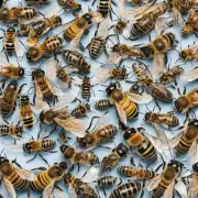 明白了首先让我们来思考一下蜜蜂是靠什么方式获得花蜜和花粉的呢?