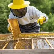 如何避免蜜蜂过度采蜜和过多采集花粉?