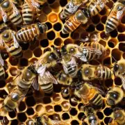 问题描述在蜂蜜养殖过程中可以使用哪些方法来刺激蜜蜂产卵并增加蜂群数量?