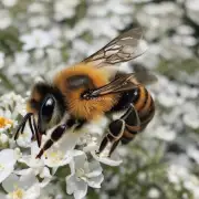 钓到蜜蜂后应该如何进行处置呢?