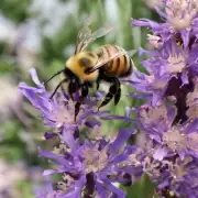 为什么蜜蜂蛰人的过程如此快速而痛苦少?