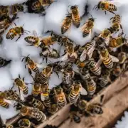 什么样的环境是适合在冬季养殖蜜蜂的最佳选择吗?