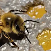 为什么荔枝蜜蜂蜡会发光呢?