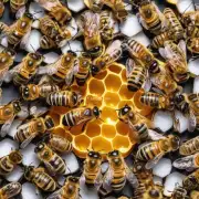 蜜蜂采蜜时能获得多少糖分?