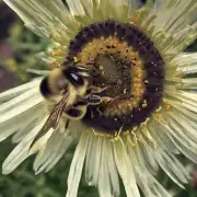 为什么蜜蜂要飞到一定高度才能采得花粉?