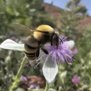 我们知道蜜蜂有一个非常特殊的部位蜂王的尾部上面长满了细小而锋利的刺那么蜜蜂屁股上刺像什么呢?