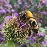 什么是蜜蜂会变小变黑的原因?