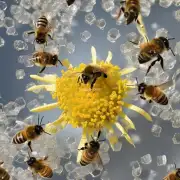 蜜蜂会因为打糖水而影响其生活周期吗比如延长或缩短?