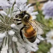 为什么南方蜜蜂要选择在冬天中喂养蜜源植物?