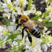 如何防止外来蜜蜂带来的不利影响?