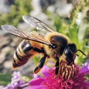 众所周知蜜蜂直播是国内领先的直播平台之一但是对于一个普通用户来说他们可能并不知道蜜蜂直播提供的是什么样的直播服务因此第一个问题可以是蜜蜂直播有哪些类型的直播?