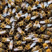 合作性是维护蜜蜂合群的主要方式吗?