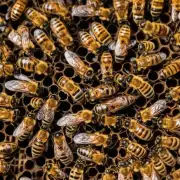 蜜蜂在什么时候停止提供养分给幼虫并且没有新的幼虫出现从而导致蜂巢空置?