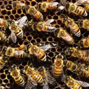 在何时终止向蜂群中添加新蜜蜂以增加产量?
