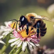 什么是蜜蜂剪辑?
