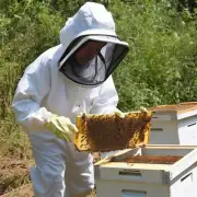 如何确保新蜂巢被蜜蜂成功地利用并充分地发展?