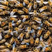 当蜜蜂幼虫开始在其他成年蜜蜂的示范下学习时它们学会了觅食行为和与蜂群其他成员互动的方式在蜂巢内幼虫通过形成一层外壳来保持体温恒定并防止外界影响因此问题24蜜蜂幼虫如何保护自己的身体免受外部环境的影响?