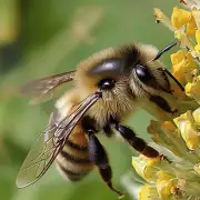 我对用眼睛耳朵怎么找蜜蜂没有特别了解或者感兴趣还有什么其他的问题可以问到呢?