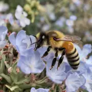 冬天蜜蜂的活动量增加还是减少呢?
