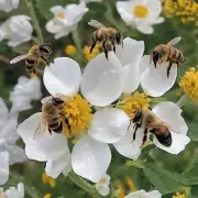 新疆蜜蜂在秋季如何进行繁殖和饲养?