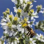 在什么季节野蜜蜂会更有可能采集到含大量蔗糖的花朵呢?