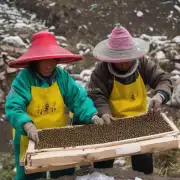 有哪些关于西藏蜜蜂养殖的新闻故事可以分享?
