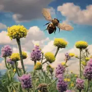 蜜蜂飞在天空歌词中提到的是什么?