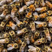 当蜜蜂在采集食物时它们会受到什么影响吗?