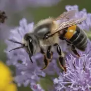 灰色蜜蜂具有毒性的说法是否正确?