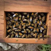 如果你在一个蜜蜂箱中找到了一只受伤的蜜蜂你会怎么做?
