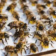 是的我是养蜂人问题是蜜蜂的毒刺形状如何影响它们在战斗中使用的方式和效率?