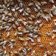 为什么有些人不相信蜜蜂能做的糖果?