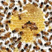 为什么野生蜂群的蜂蜜会有不同的糖度分布?