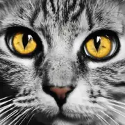 一只猫有几只眼睛?