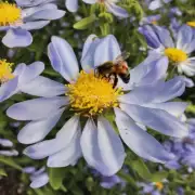 蜜蜂为什么不愿意工作了不再从花朵上收集花粉和酿造食物?