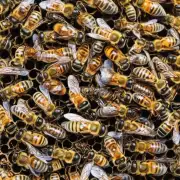 蜜蜂可以感知哪些环境因素?