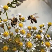 蜜蜂采蜜所需要的时间是几小时?