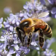 为什么我们应该保护蜜蜂?