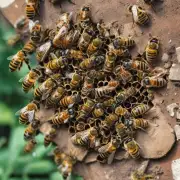 如何为中华蜜蜂提供足够的食物以满足其繁殖和成长的需要?