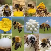 当蜂群里的蜜蜂打不同的种类和比例的糖水时会出现什么样的情况?
