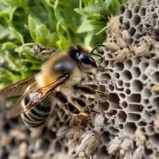 在不同环境下野蜜蜂如何适应和进入蜂箱?