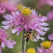 为什么蜜蜂喜欢在花朵上飞舞呢?