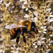 蜜蜂是如何进行社交行为的?