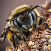 云南蜜蜂有多长寿命?