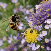 蜜蜂会选择哪种方法去对付黄蜂呢?