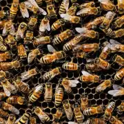 在蜜蜂中毒死亡中蜜蜂的身体会表现出什么样的变化?