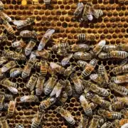 有哪些常见的养蜂病害及其防治方法?